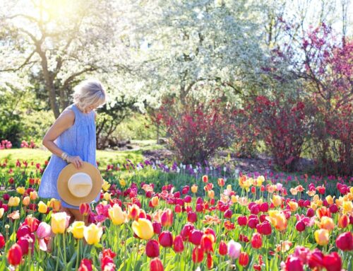 Your Body and the Season of Spring | Qi Energy